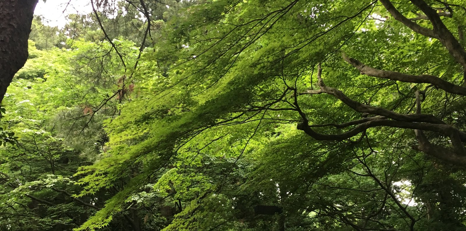 子来町緑地