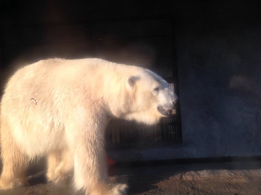 旭川市旭山動物園