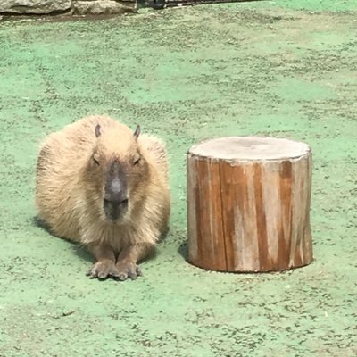 伊豆シャボテン動物公園