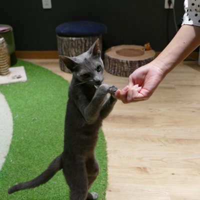 猫カフェ 猫喫茶 空陸家 広島本通店