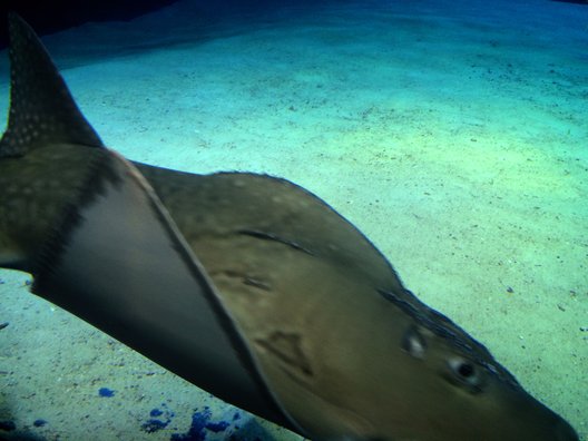 沖縄美ら海水族館