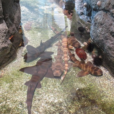 新潟市水族館マリンピア日本海