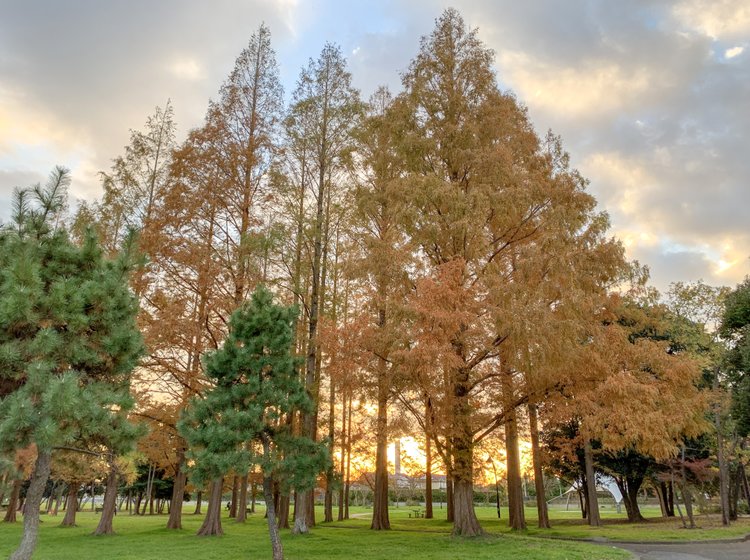 これ東京 メタセコイアが紅葉する森 水元公園 があまりにもカナダすぎる Playlife プレイライフ