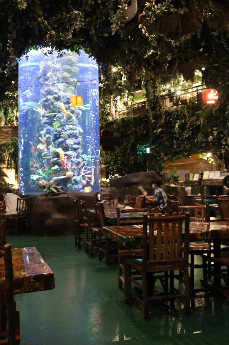 レインフォレストカフェ・トーキョー （Rainforest cafe）