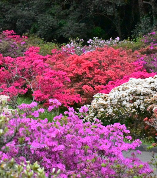 笠間つつじ公園