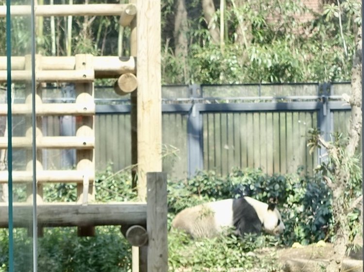 昼からの上野動物園 パンダも見れるしランチもできる上野動物園でゆっくりデートはいかが Playlife プレイライフ