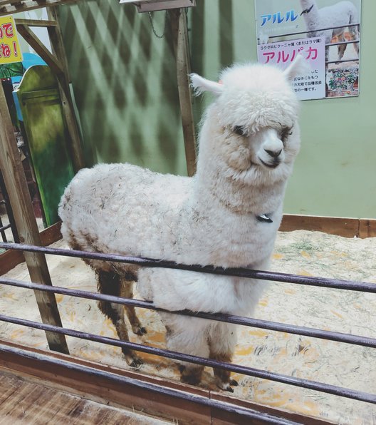 【閉園】めっちゃさわれる動物園