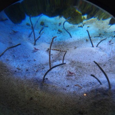 いおワールド かごしま水族館