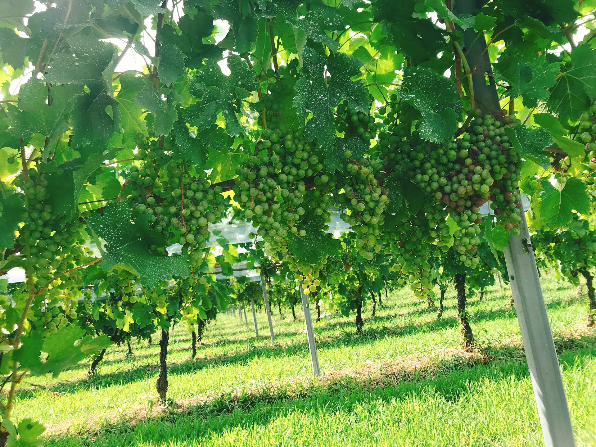 試飲あり！長野県塩尻市のサンサンワイナリーでワイン工場＆ブドウ畑見学！