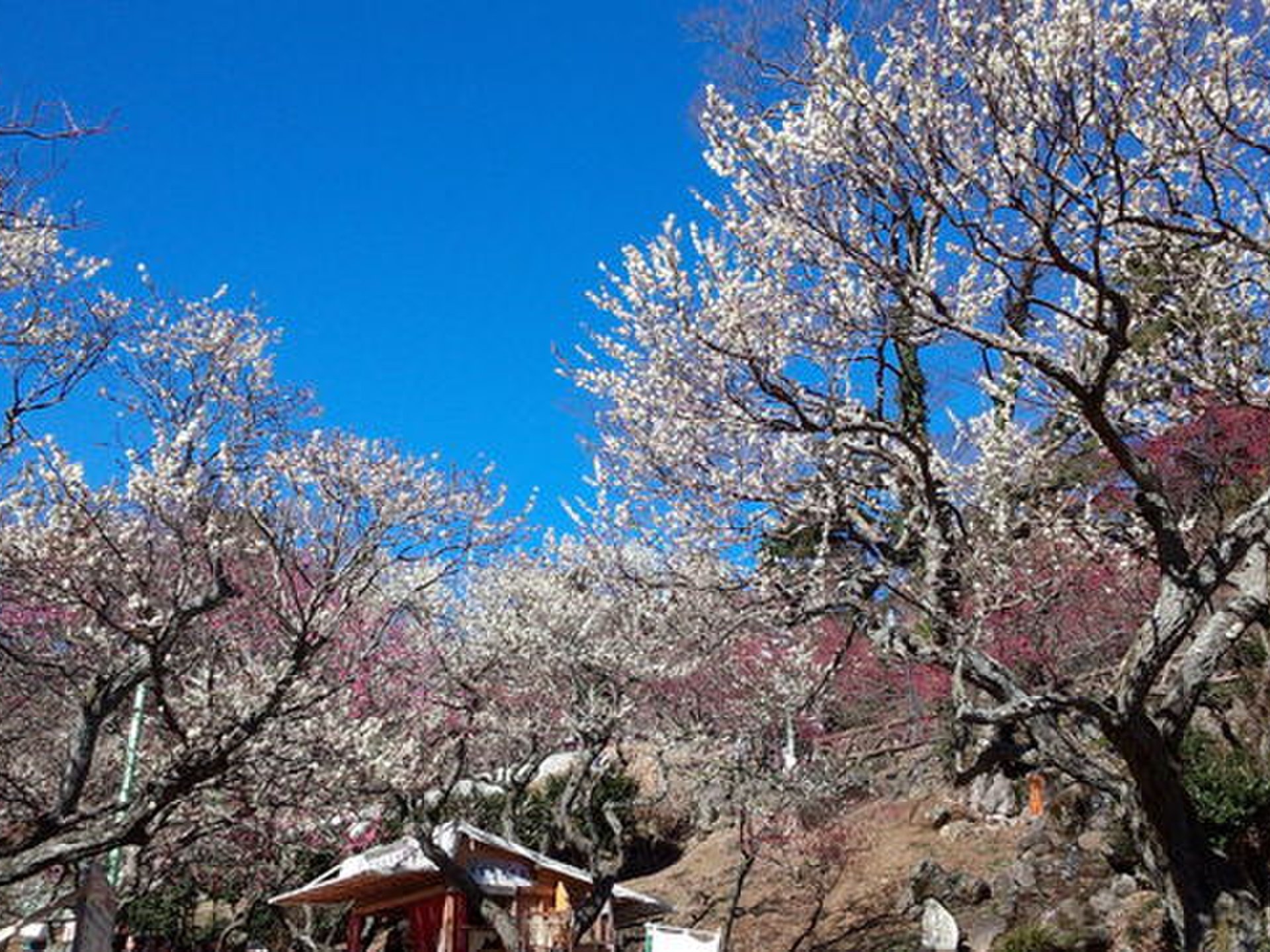 熱海梅園