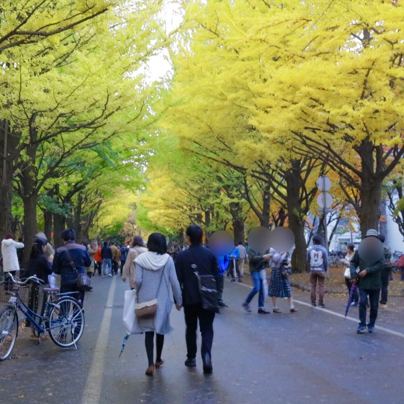 北海道大学イチョウ並木