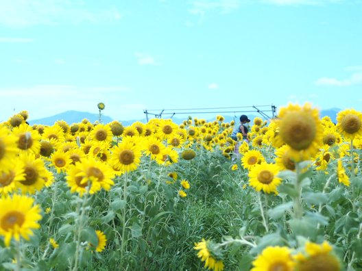 花の海