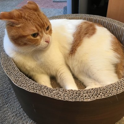 猫の居る休憩所299