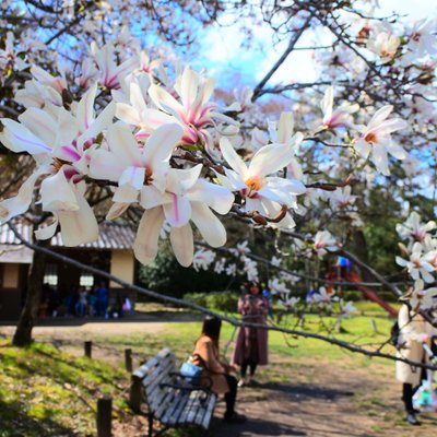 京都御苑