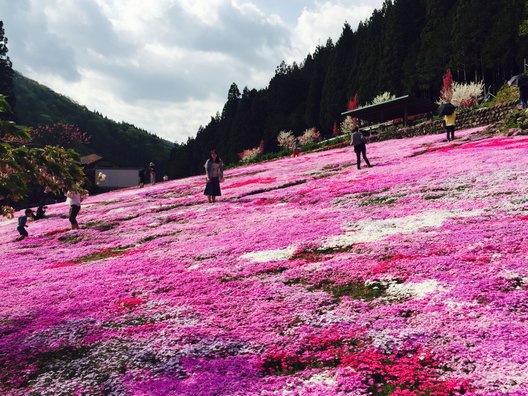 國田家の芝桜