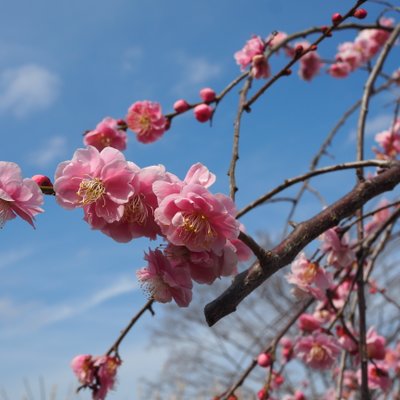 修善寺自然公園