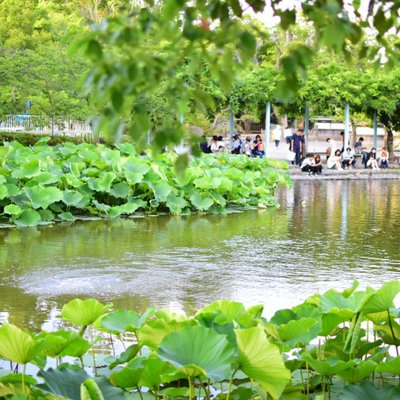 鶴岡八幡宮