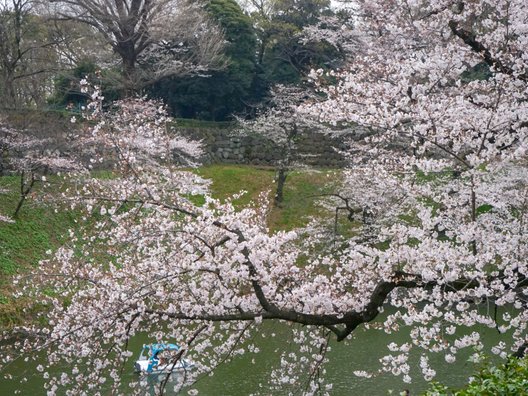 千鳥ケ淵公園