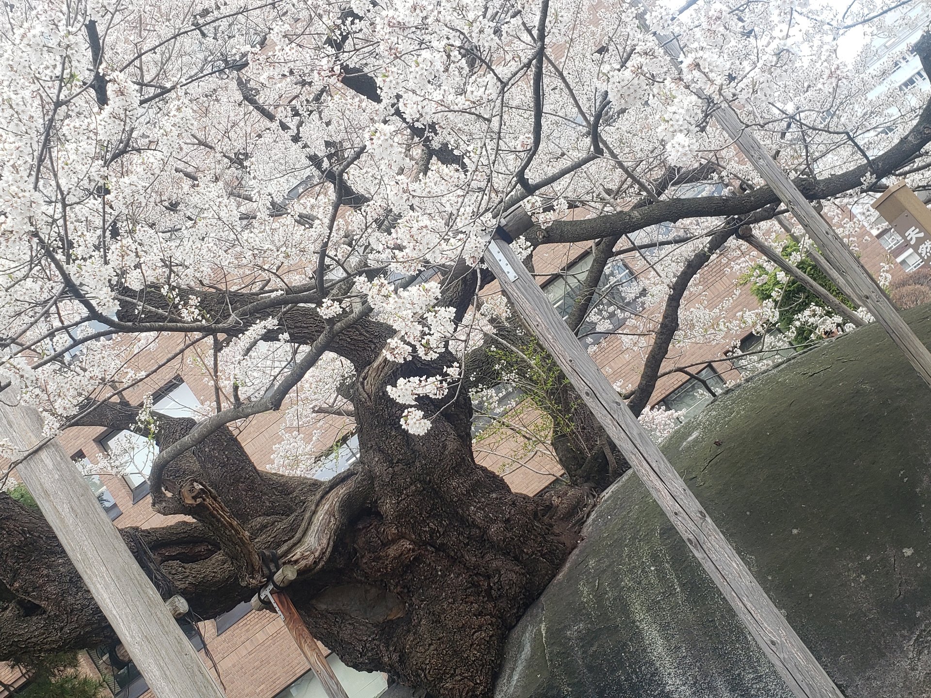 盛岡で春のさんぽ♡石割桜・岩手公園・岩手銀行赤レンガ　ランチは人気の手打ちそば