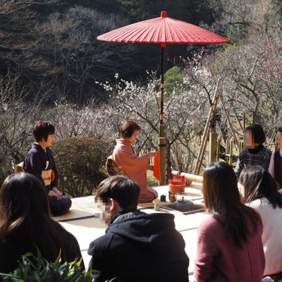 成田山公園内梅林