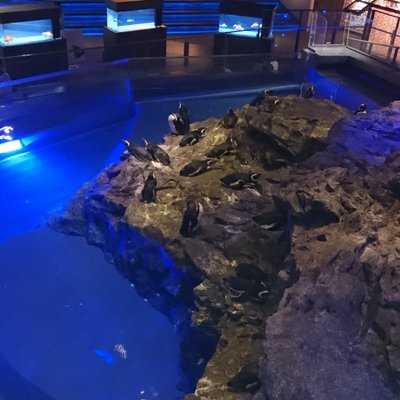 すみだ水族館