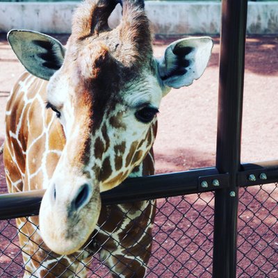 野毛山動物園