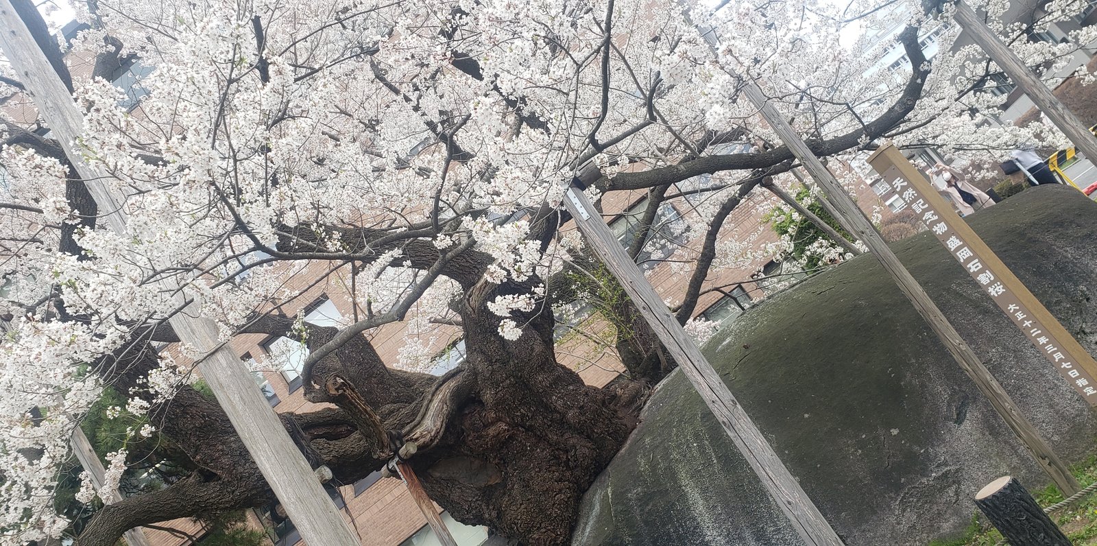 石割桜