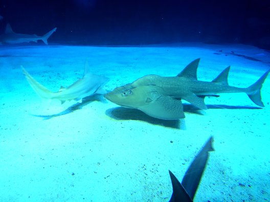 沖縄美ら海水族館