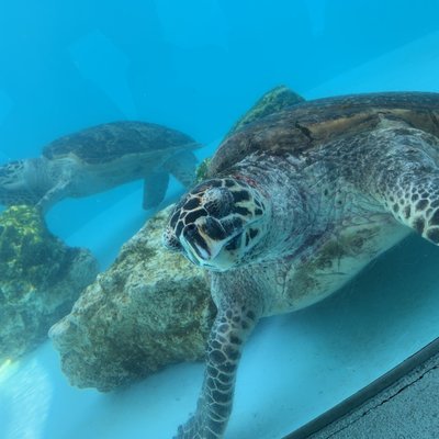 沖縄美ら海水族館