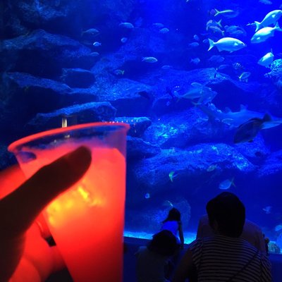 すみだ水族館