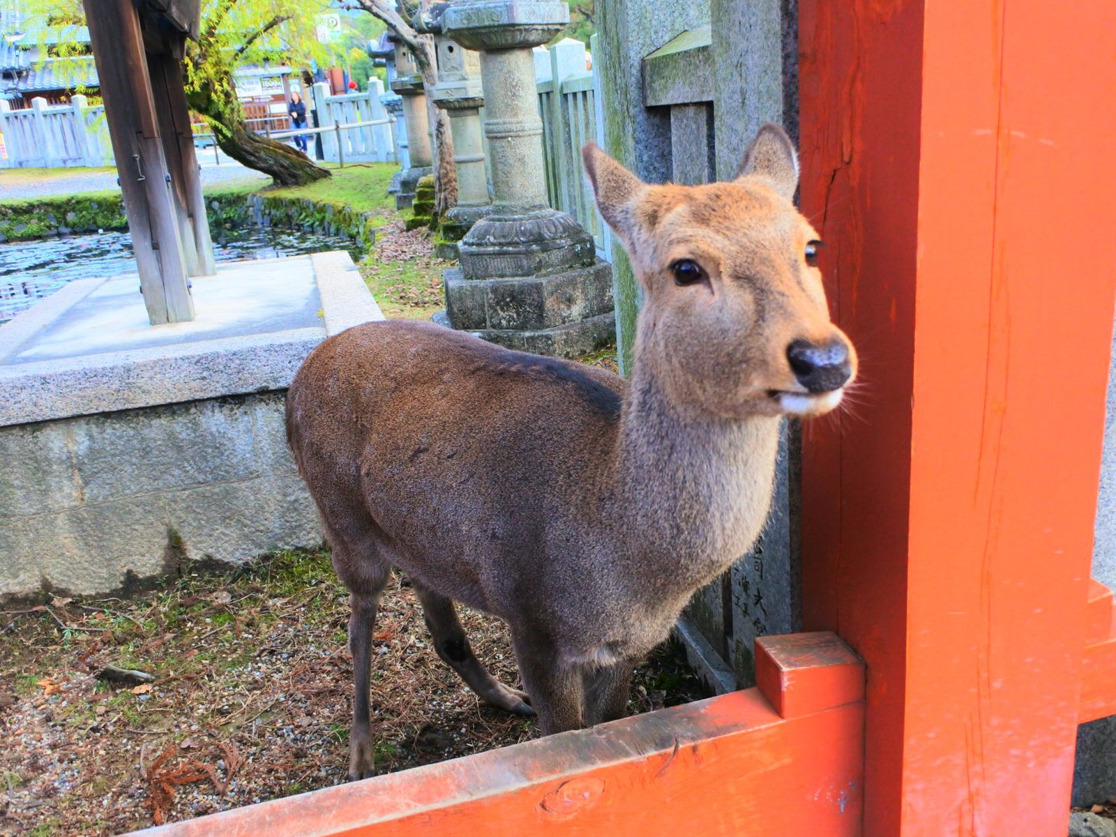 氷室神社