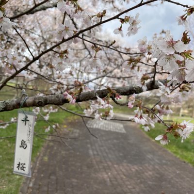 二十間道路桜並木