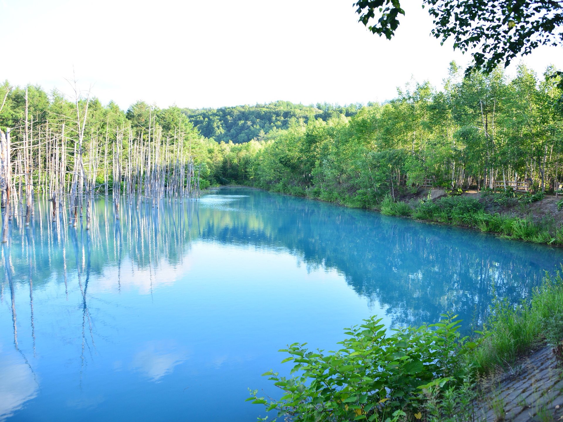 【北海道】「丘の町」美瑛町の神秘的な青い池と丘めぐり。プライスレスドライブ