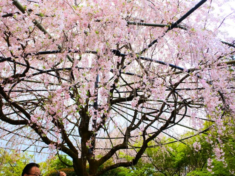 そうだ京都 いこう 舞台となった頭上で豪快に咲く紅しだれ桜は京都の定番お花見スポット Playlife プレイライフ