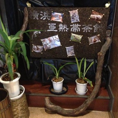 横浜亜熱帯茶館