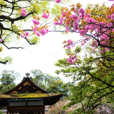 平野神社