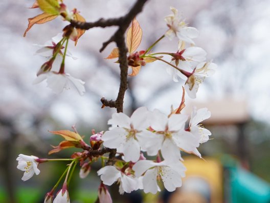 千鳥ケ淵公園