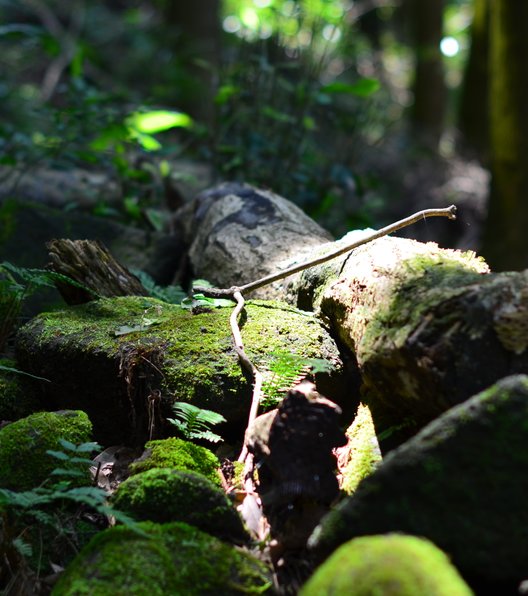 鋸山日本寺