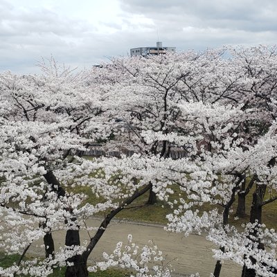 盛岡城跡公園(岩手公園)