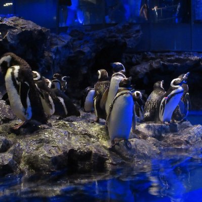 すみだ水族館