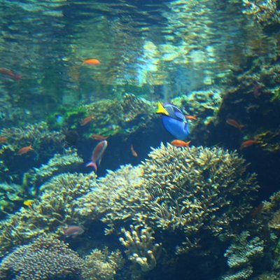 沖縄美ら海水族館