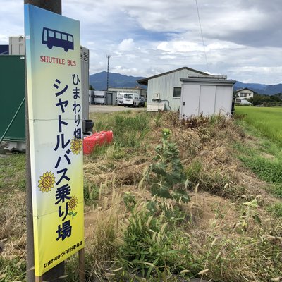 座間市ひまわり畑(神奈川)