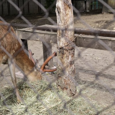 円山動物園