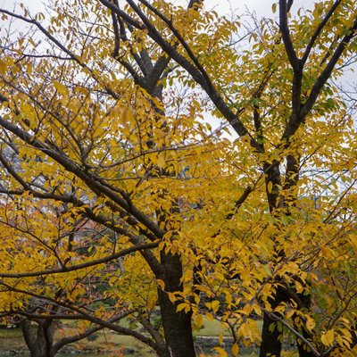 旧芝離宮恩賜庭園