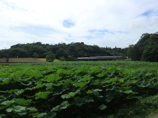 荒神谷史跡公園