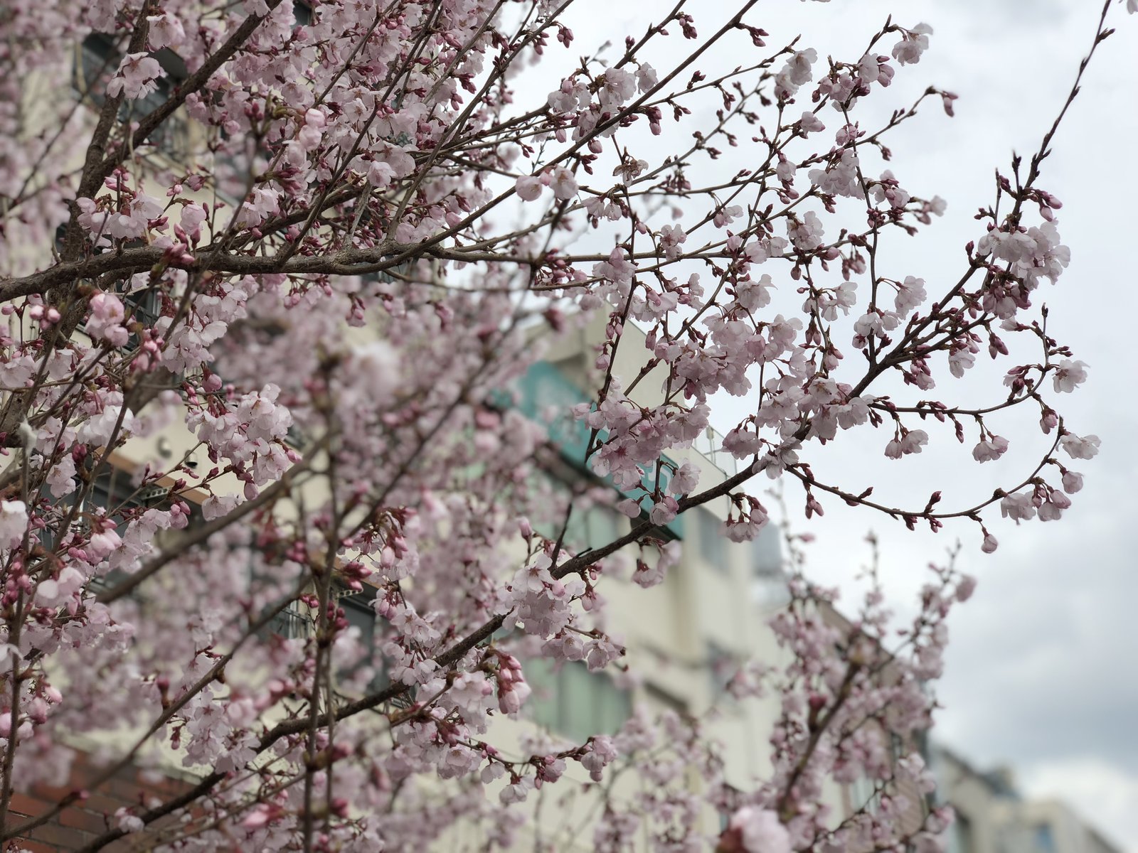 隅田川の桜が見えるカフェ 浅草からスカイツリー 都内おすすめお花見ウォーク Playlife プレイライフ