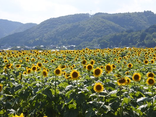 佐用町南光ひまわり畑