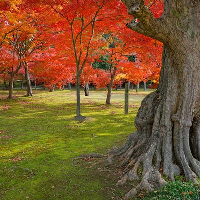 岡山後楽園