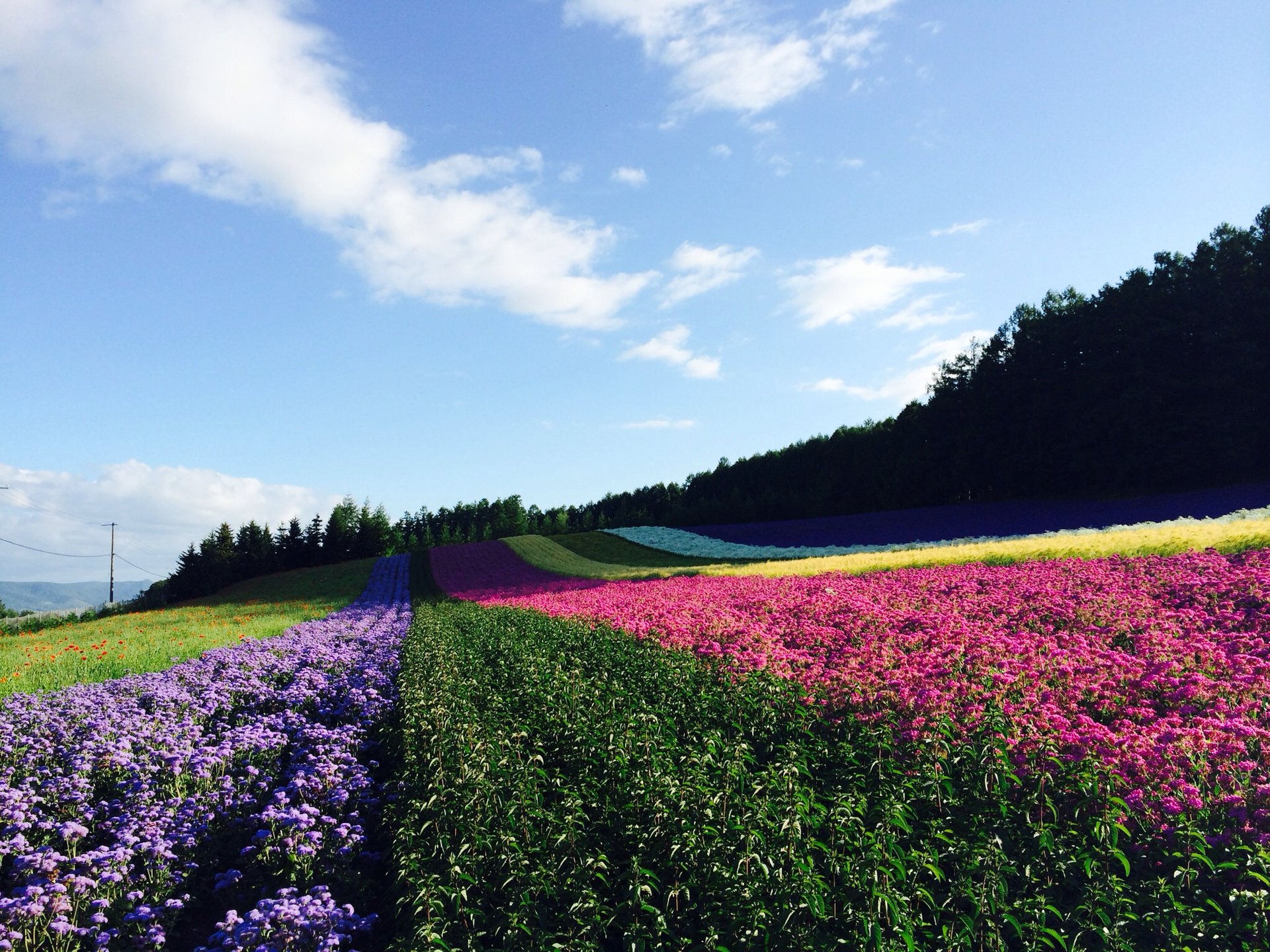 夏の北海道ベストスポット 富良野・美瑛、青い池とラベンダー