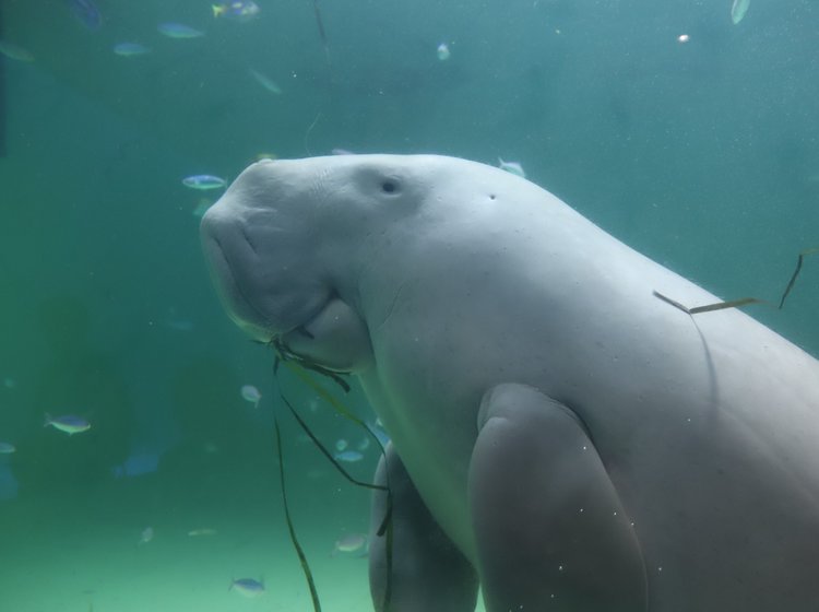 鳥羽水族館の完全ガイド おすすめの生き物から割引情報までご紹介 Playlife プレイライフ